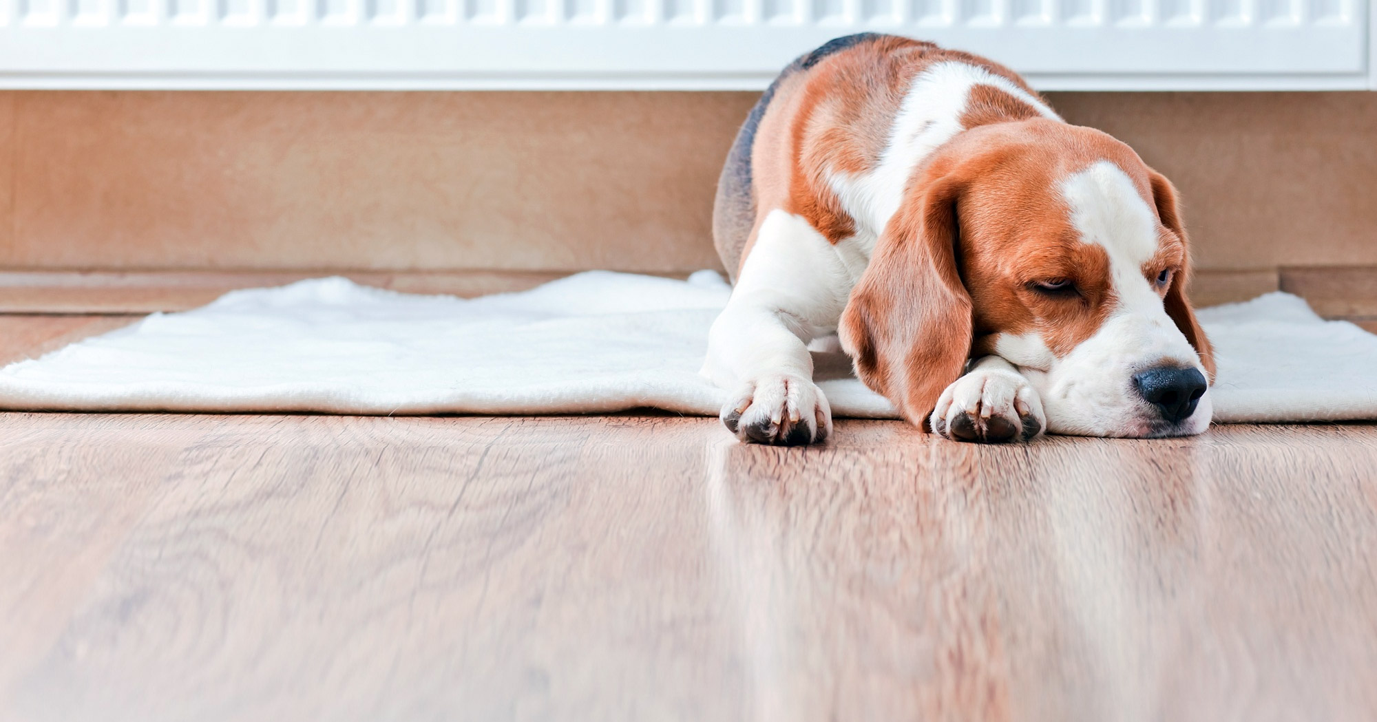 My_dog_snores